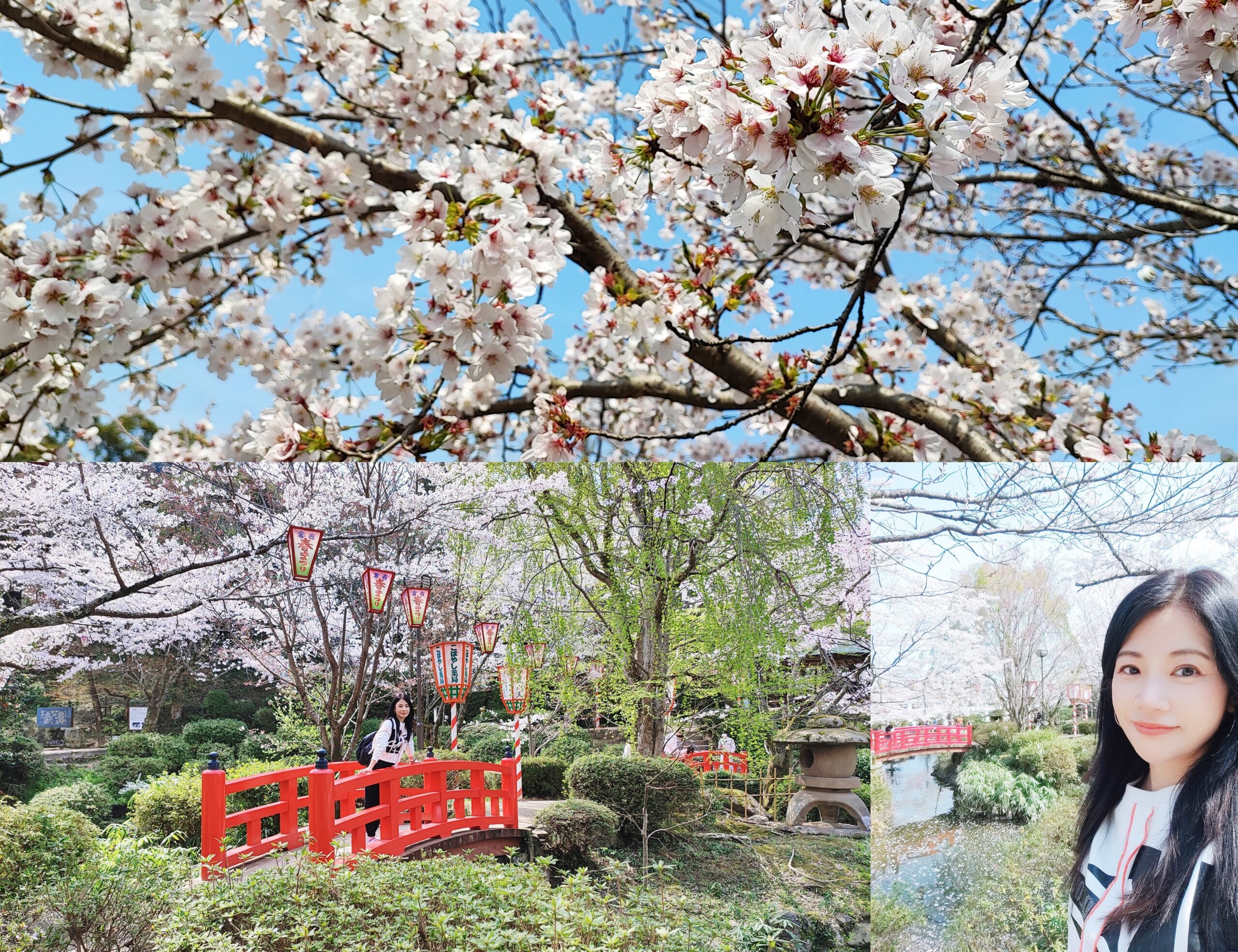 ◎日本中國地方山陰鳥取縣倉吉市；打吹玉川【倉吉打吹公園】滿開的櫻花美極了 @傑菲亞娃 JEFFIA FANG