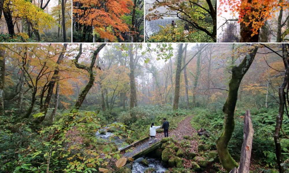 日本鳥取。木谷澤溪流︱奧大山秘境紅葉勝地。宇多田光拍廣告爆紅的療癒系森林－齊哥的食旅探go｜痞客邦