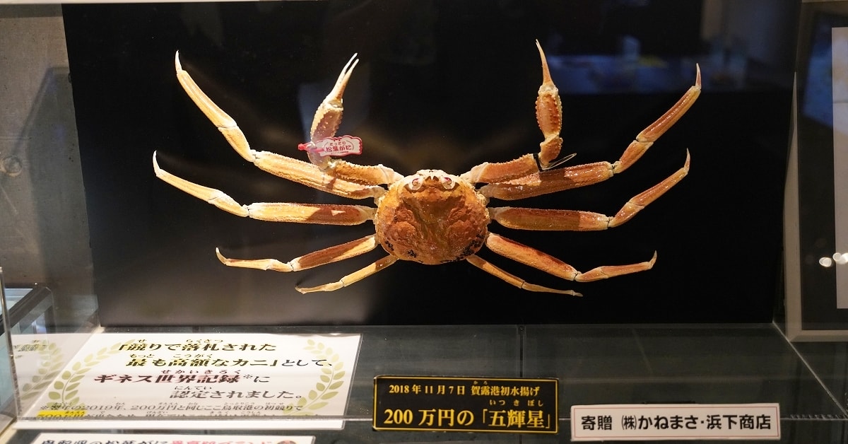【鳥取親子景點推薦】鳥取賀露市場免費室內景點 螃蟹主題水族館 鳥取縣立鳥取賀露螃蟹兒童博物館(鳥取県立とっとり賀露かにっこ館) - 東蛙池塘 Dong Wa