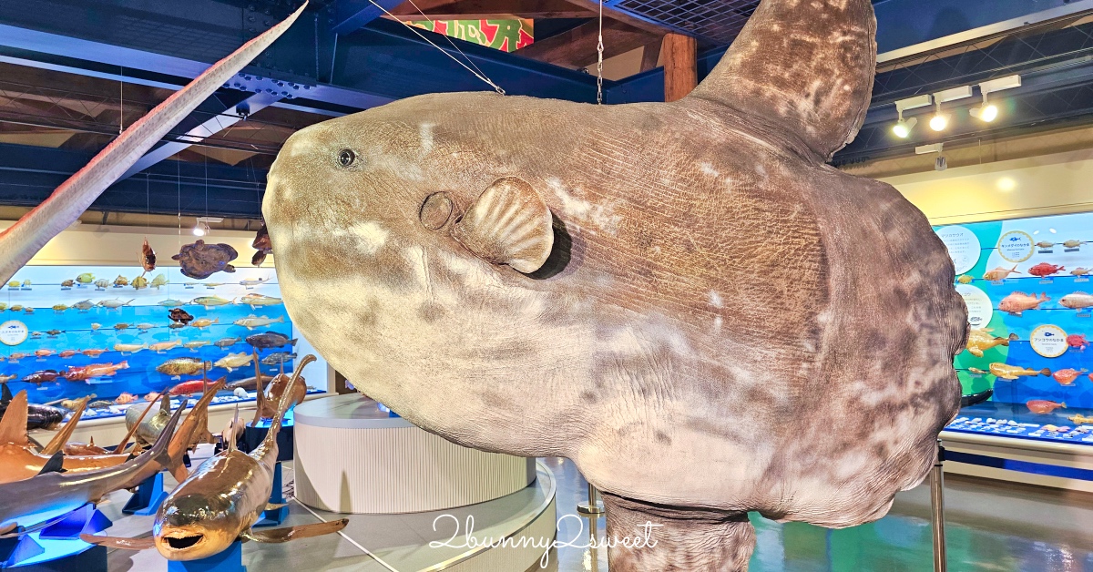 太壯觀‼ 來最大魚類標本博物館看大白鯊、翻車魚、地震魚、世界最大蜘蛛蟹