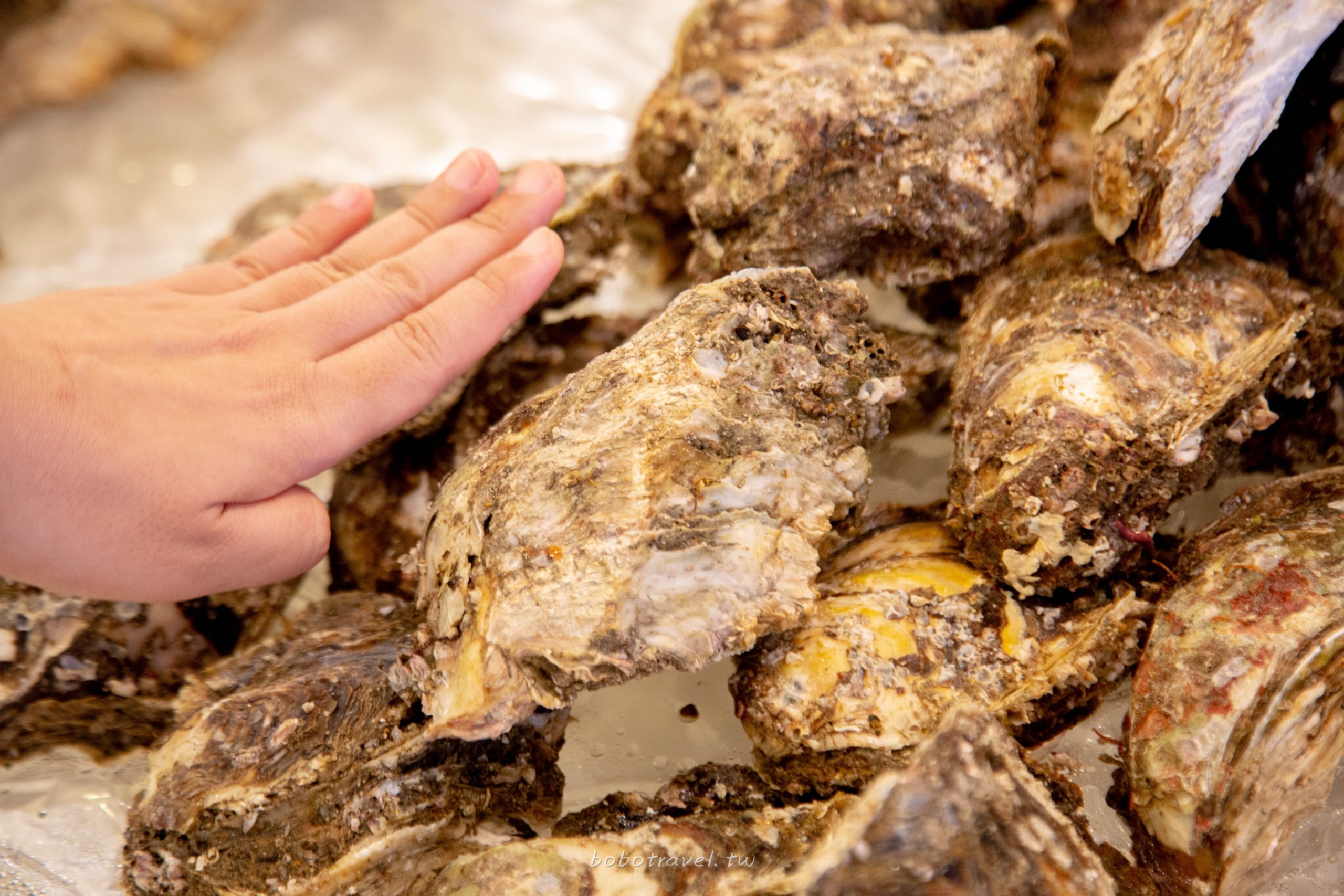 鳥取美食、鳥取港海鮮賀露市場｜與新鮮最短的距離！鮮甜岩牡蠣大口吃，品味來自日本海的天然美好(賀露港海鮮魚市場) | 寶兒遊樂園