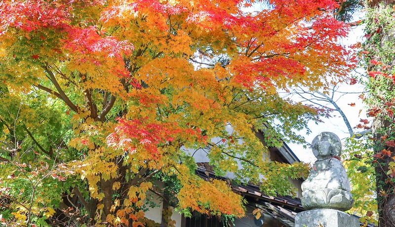 大山寺紅葉翩翩
